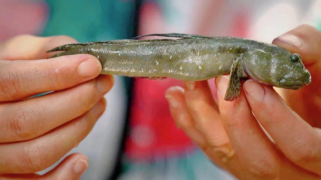 别看这些跳跳鱼长相呆萌,它们的牙口可是十分厉害,一不小心就会被咬伤