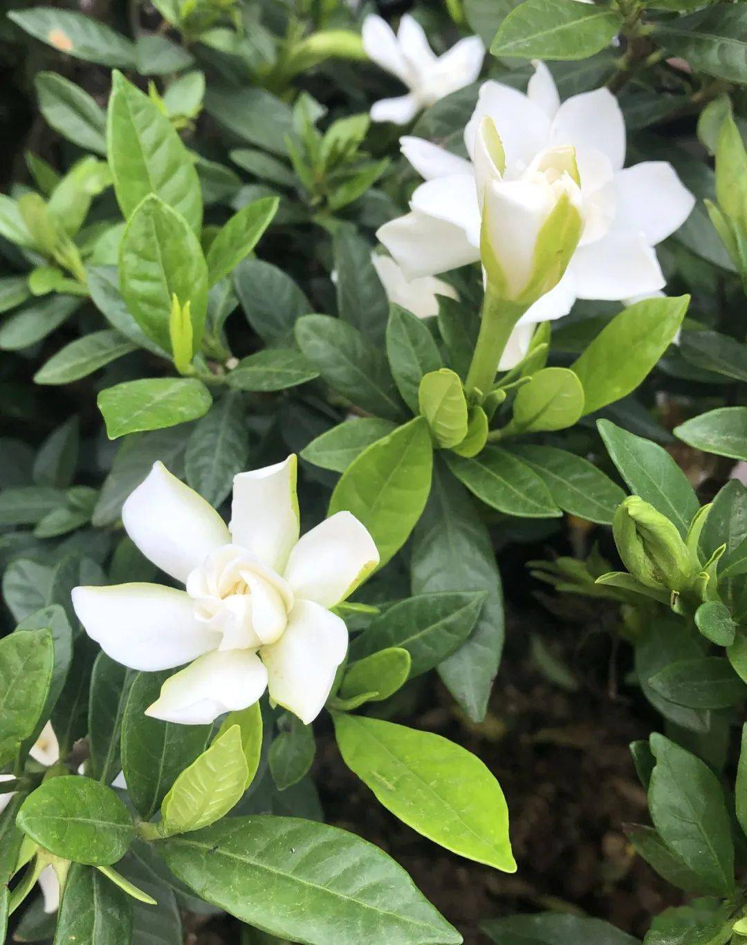 七十二花信 | 夏至二候:落日微风栀子香_纳兰