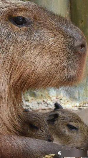 科普水豚是世界上體型最大的齧齒類動物,形似大型豚鼠,沒有犬齒,尾巴