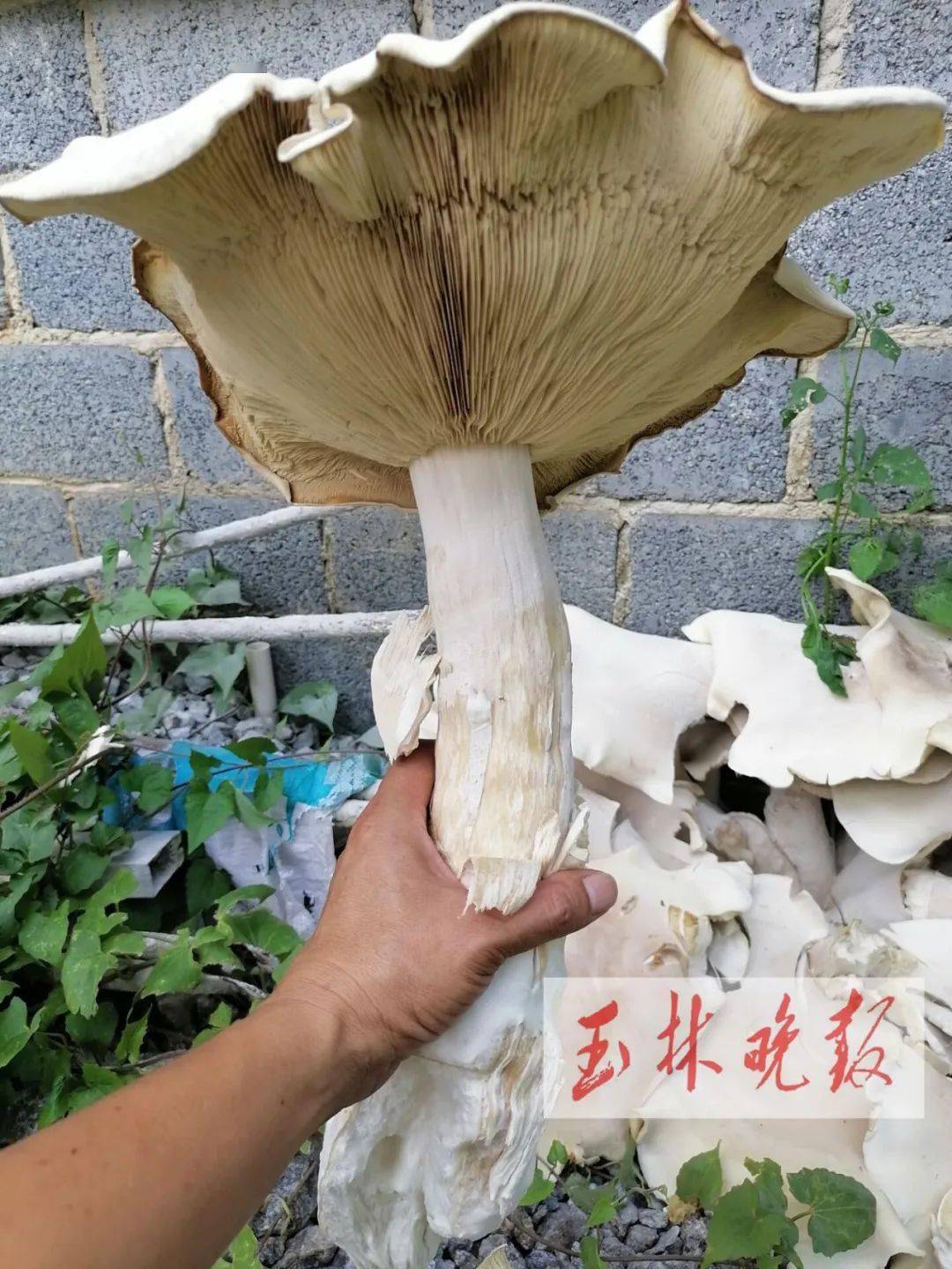 少见!博白一村民家长出巨型野生菌,高约50厘米,直径约1米
