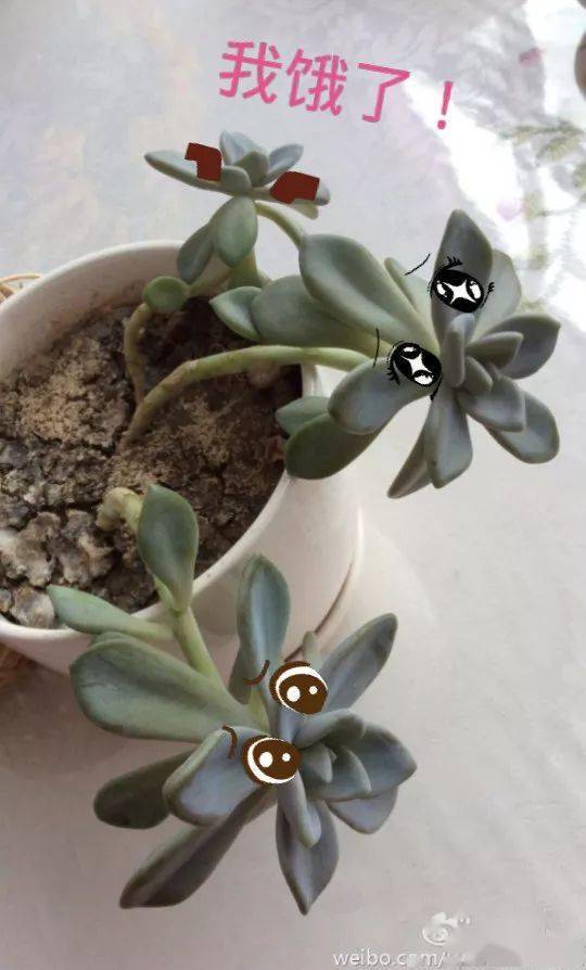 多肉徒长起来太喜感看一遍笑一遍哈哈
