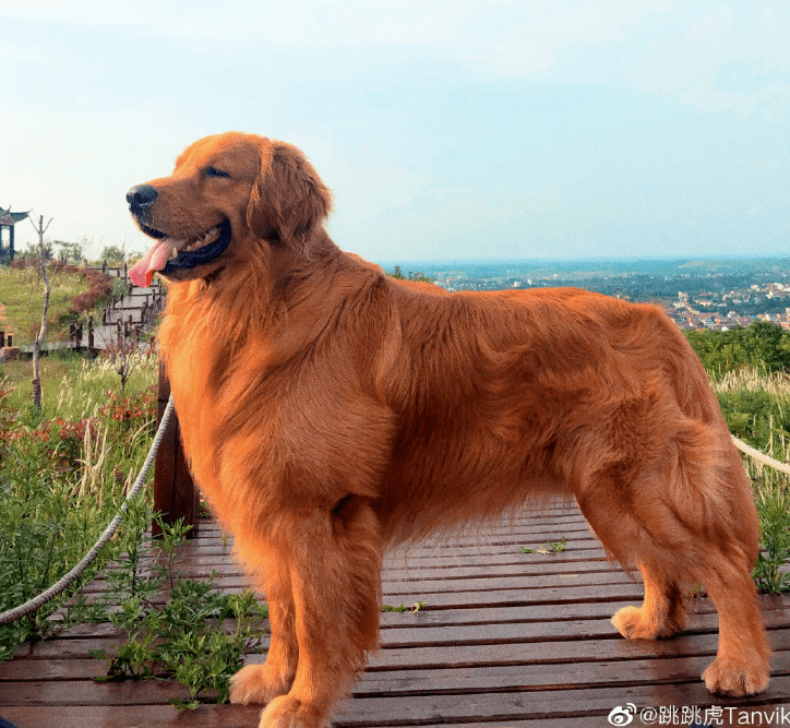 【壁纸第16期】端午佳节小粽子送祝福,金毛大家庭盛装出席