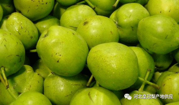 河北早熟梨陆续上市收购价格未达到人们之前的预测水平