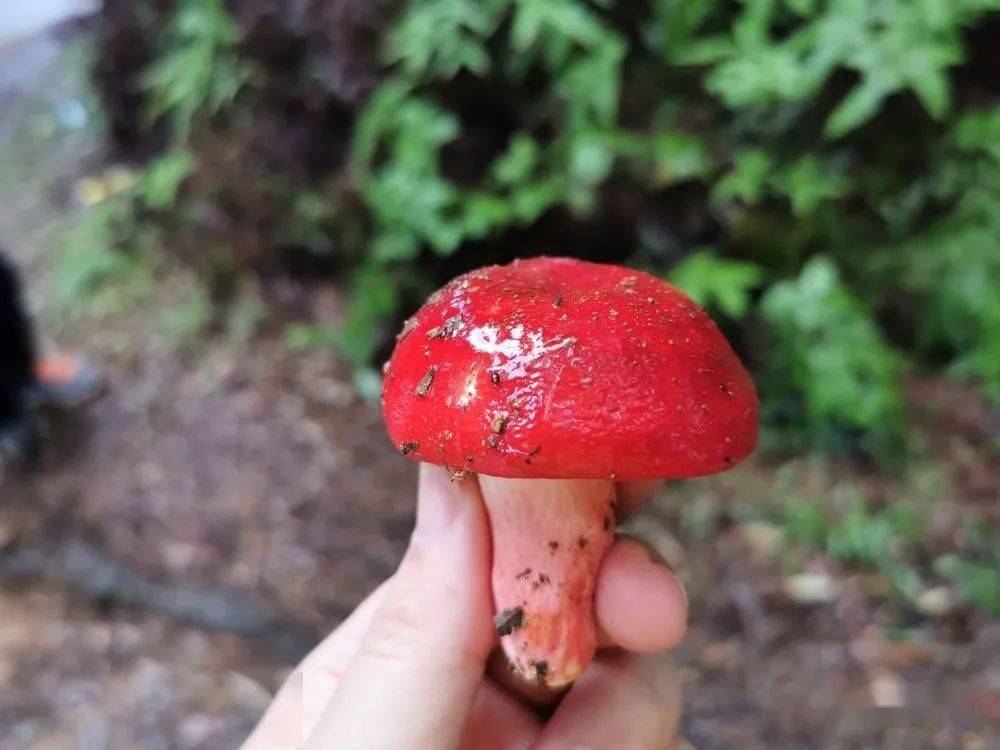 展示着生命的活力宛如一位位手撑红伞的青春红衣美少女一朵朵红色的