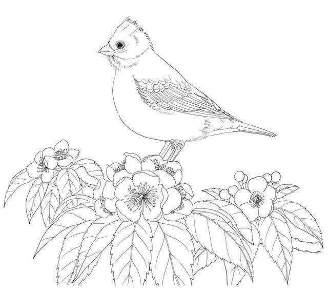 素材100种鸟类的线描稿