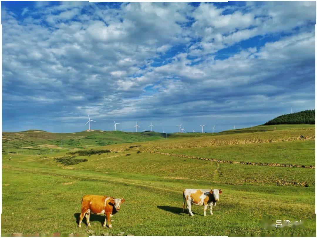 这两天,离石西华镇美得像"画".(视频/图)