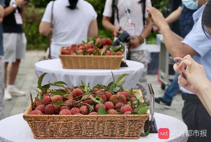 广州黄埔百年佳荔上市!《手绘黄埔荔枝地图》带你探秘古荔枝林