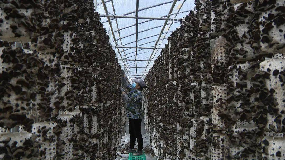 伊林集团木耳深加工价值成倍升