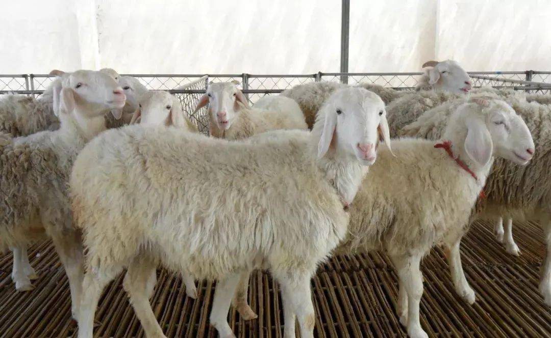 小尾寒羊和哪个品种的绵羊杂交最好