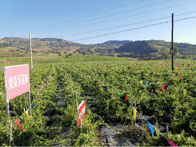 十万亩金银花绽放通渭黄金产业持续助农脱贫