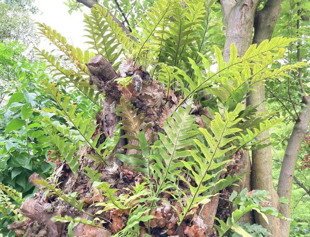 精灵之约61健康上植探秘蕨类园内的药用植物