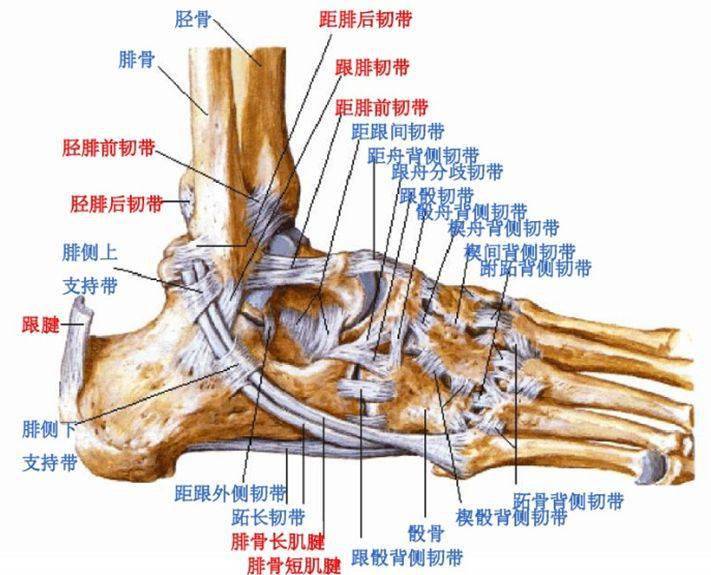 腓骨位置解剖图图片