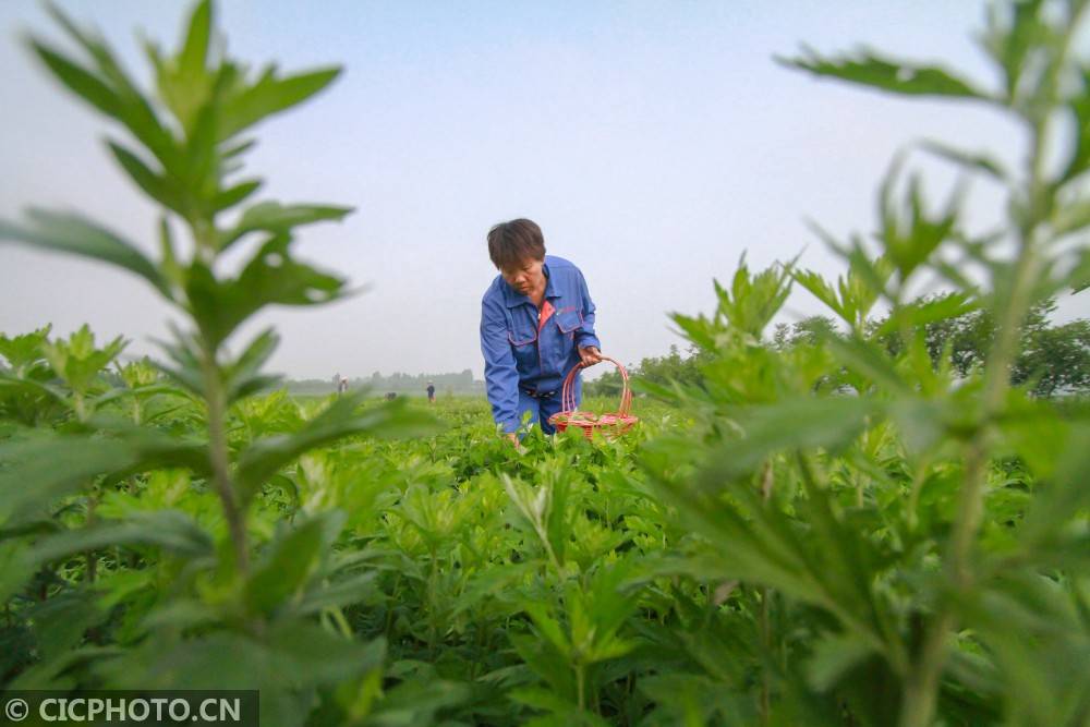 河北邯郸:"小艾草"种出脱贫致富"黄金叶"