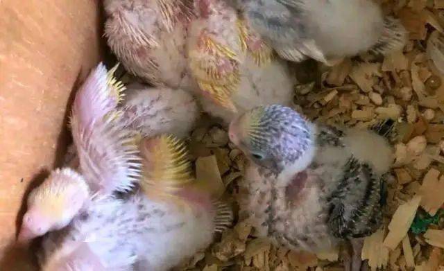 虎皮鹦鹉宝宝最多能和父母一起住多久