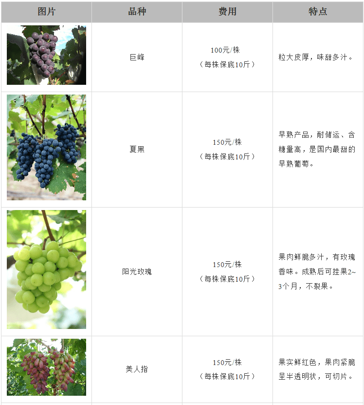 万株葡萄树等你来认养