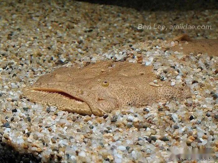 每天认识一种南美鱼79帝王鲸