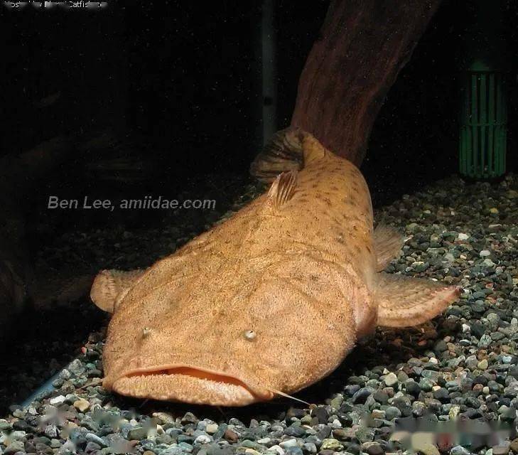 每天认识一种南美鱼79帝王鲸