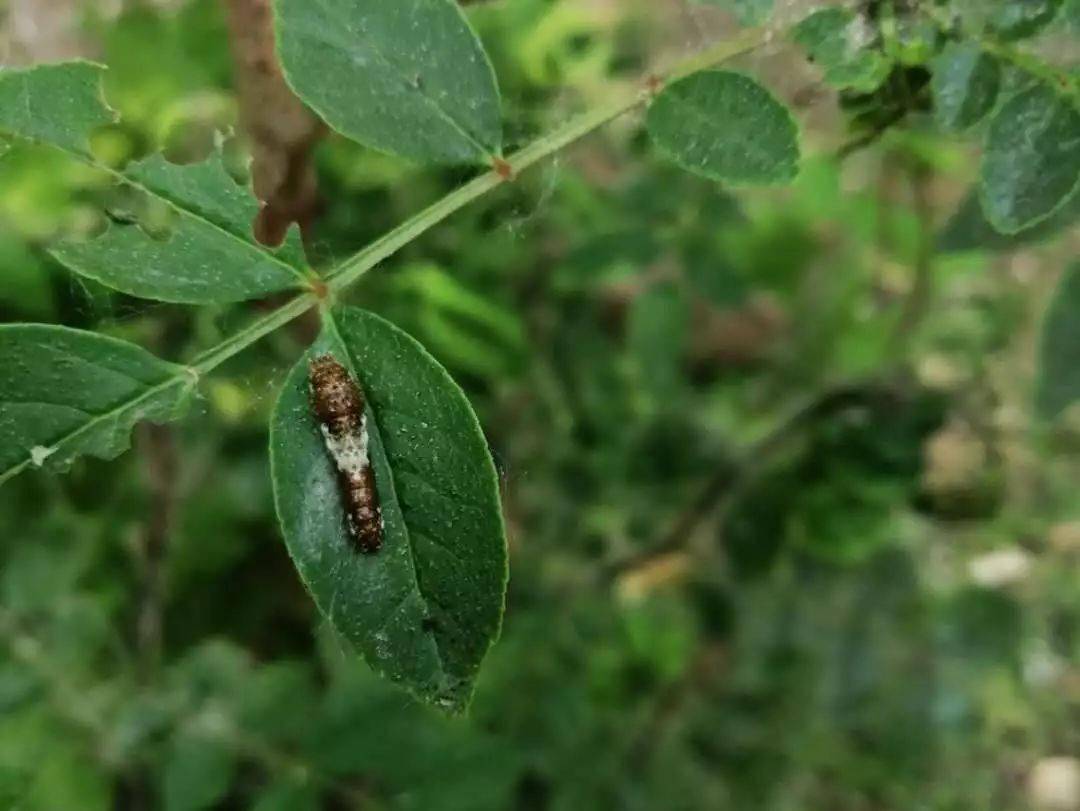 942龄幼虫,一小坨鸟屎.