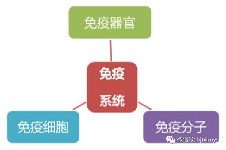 北京荣和堂——免疫功能疗法项目,提高人体自愈力和抵御力