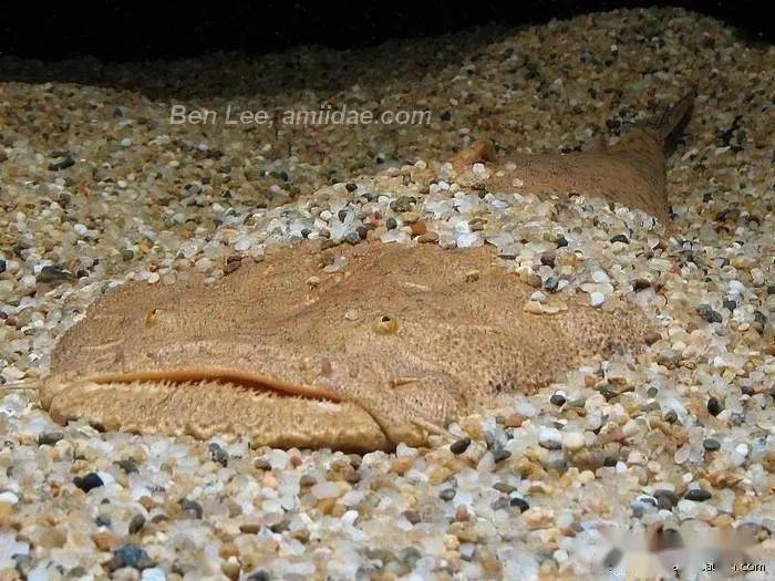 每天认识一种南美鱼79帝王鲸