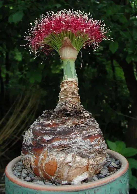 万年古花9ooo年开朵震撼世人极其罕见见过一朵算你牛