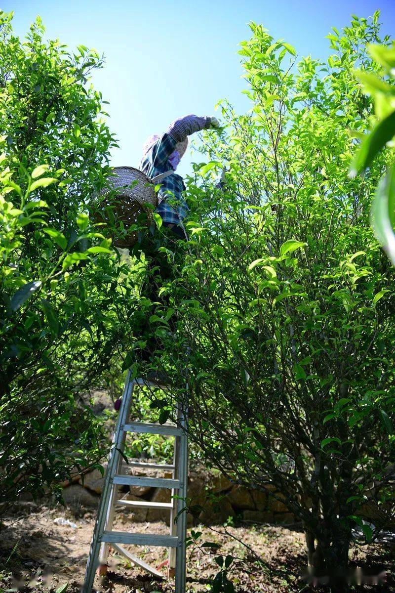 树姿形似农家牢鸡之笼的单丛茶