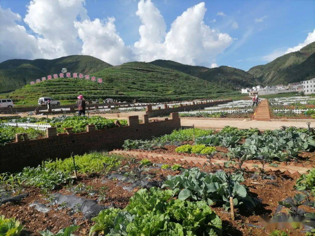 没想到宝云街道有了现实版qq生态农场