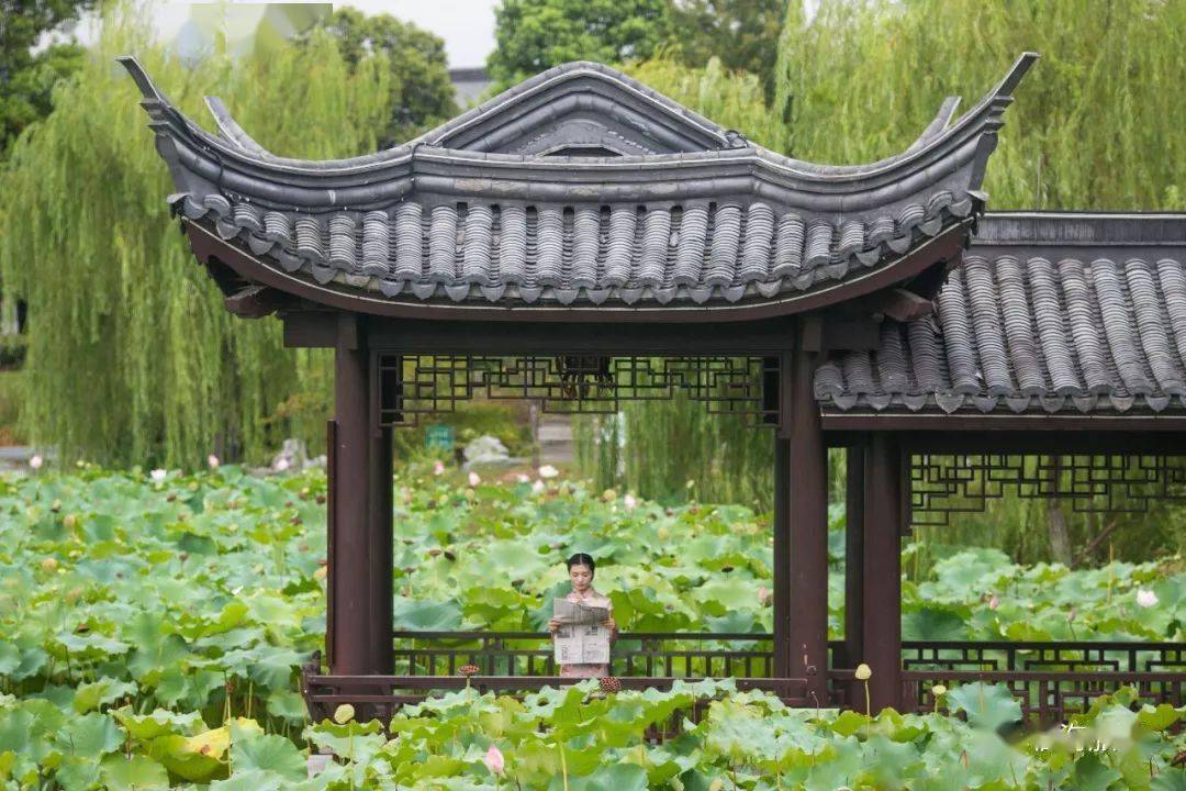 一直走到四面开阔的凉亭 接天莲叶,映入眼眸 夏日的这一池荷花,风情万