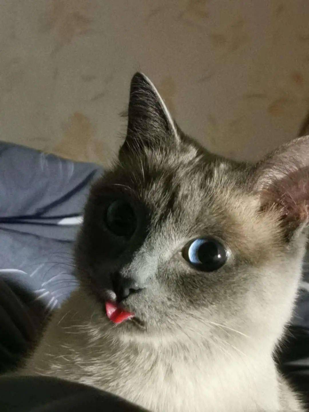 猫脸越大,猫咪越渣?_脸型