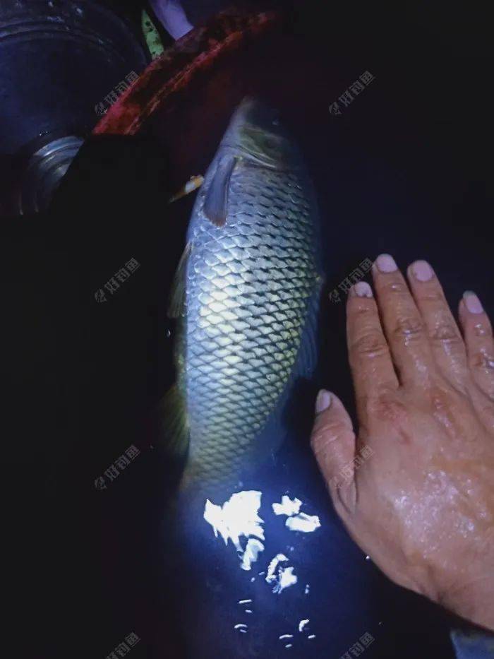 溪流野釣夜釣的樂趣偶遇大鯉魚