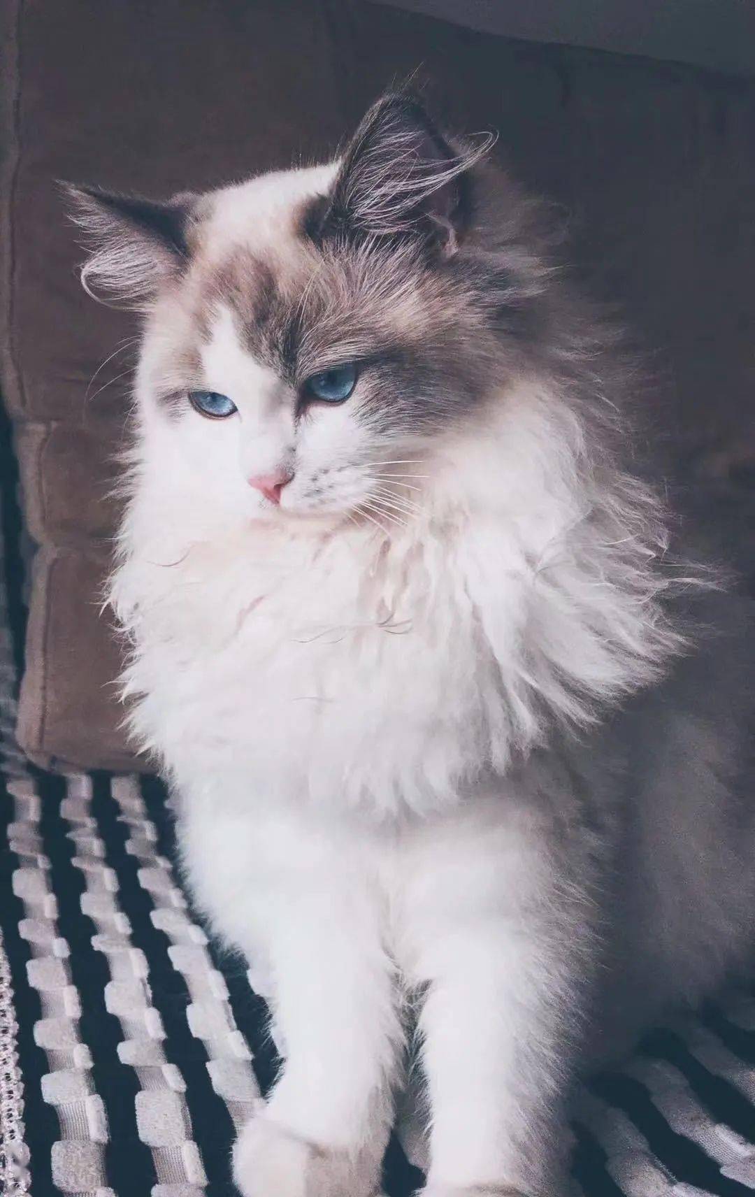 猫脸越大,猫咪越渣?_脸型