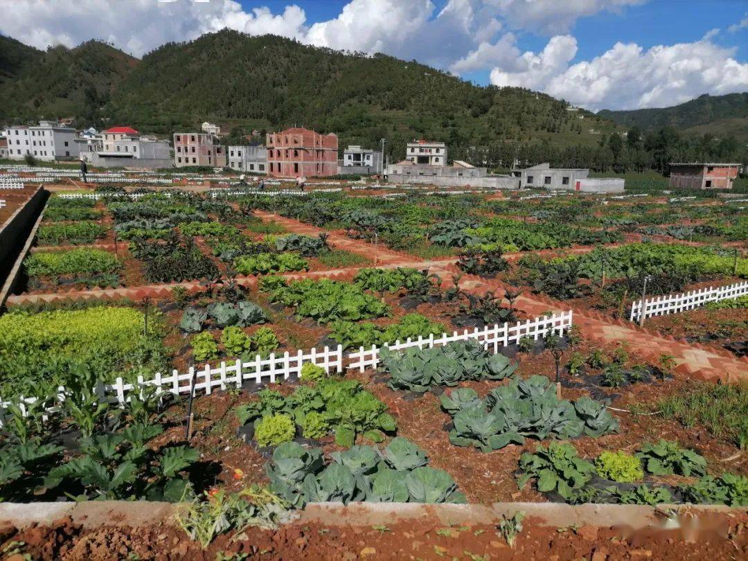 没想到宝云街道有了现实版qq生态农场