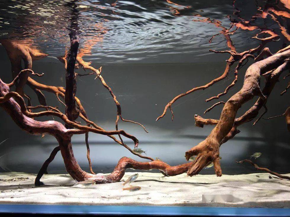 120cm开缸日记神仙鱼的清爽原生风格造景