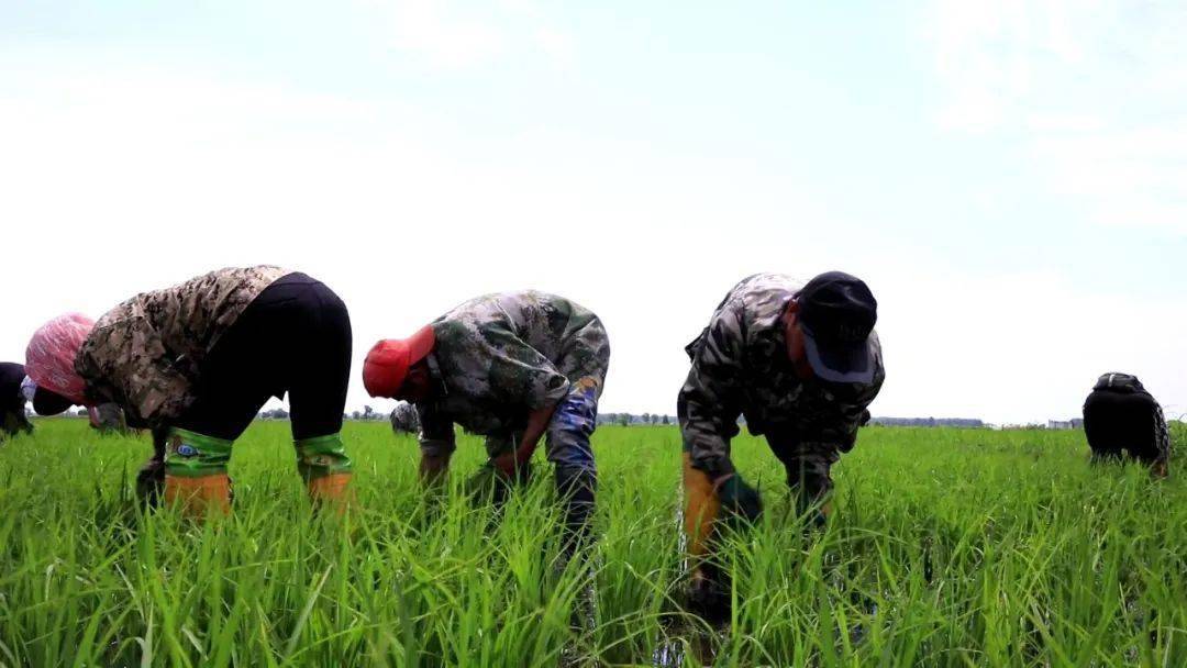 弘扬蒙古马精神育新机开新局谱新篇丨74种植绿色安全优质水稻02
