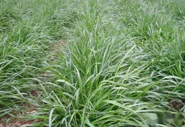 养鹅选取什么牧草品种喂养有哪些草适合鹅吃吗