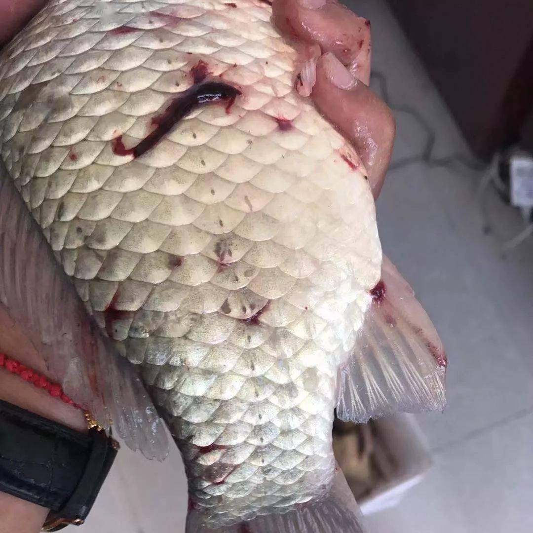 鱼类爆发性出血病试试从这3个方面处理