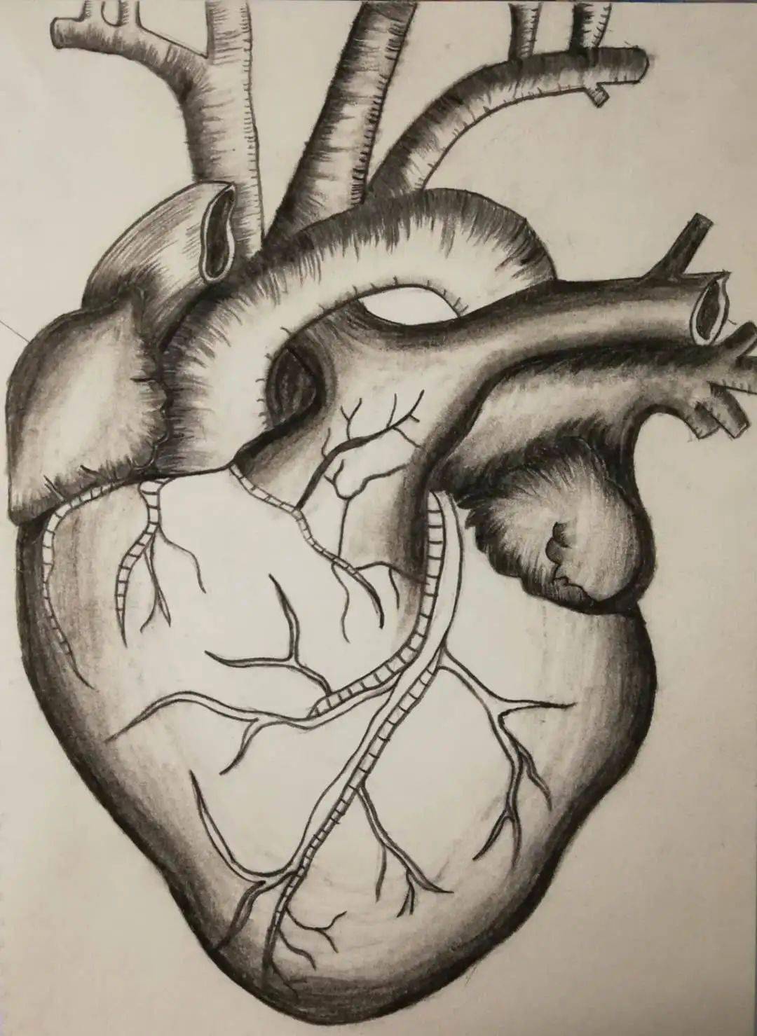 围观美小护笔下的解剖图被学医耽误的灵魂画手