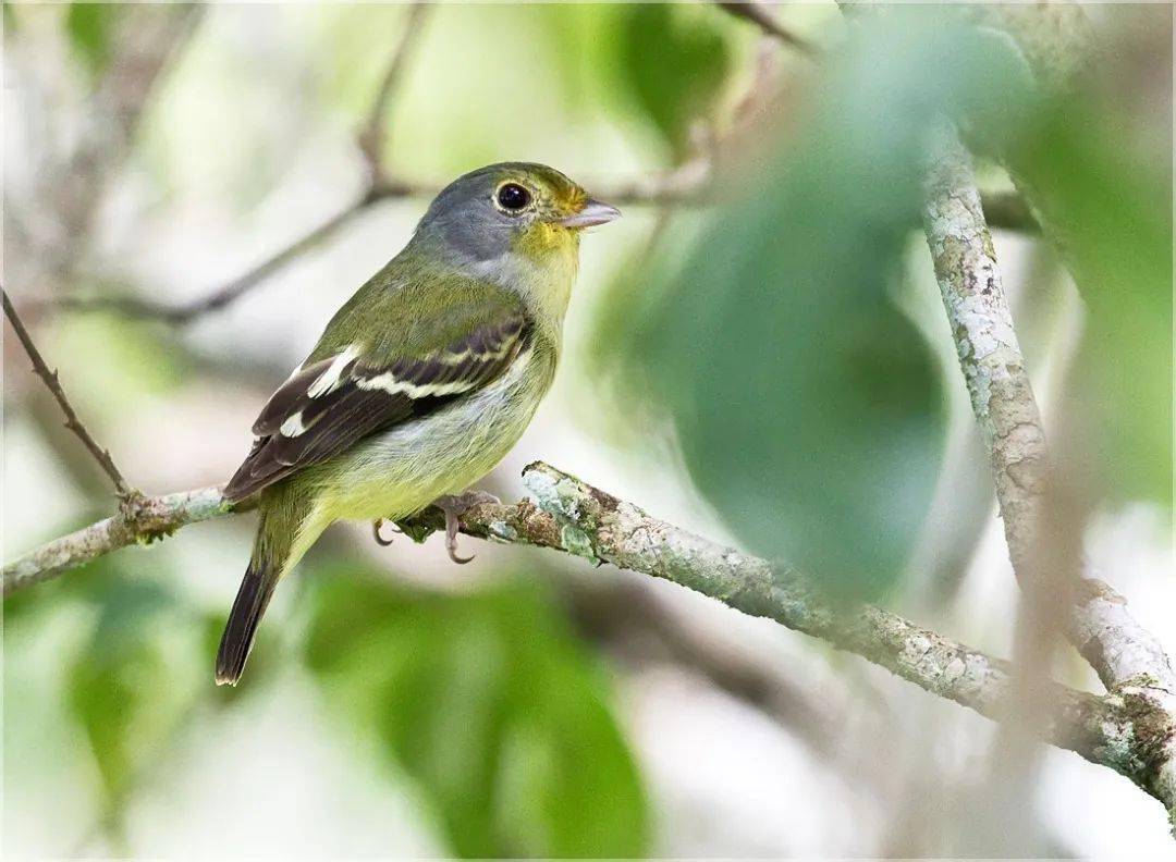 鸟类更嫌人类吵!