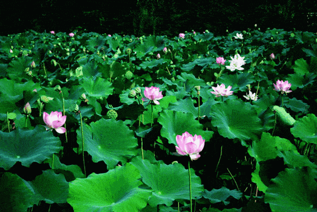 640_427gif 动态图 动图