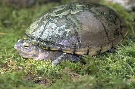 sigs 乌龟饲育小册(11):动胸龟