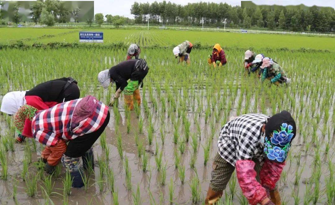 弘扬蒙古马精神育新机开新局谱新篇丨74种植绿色安全优质水稻02