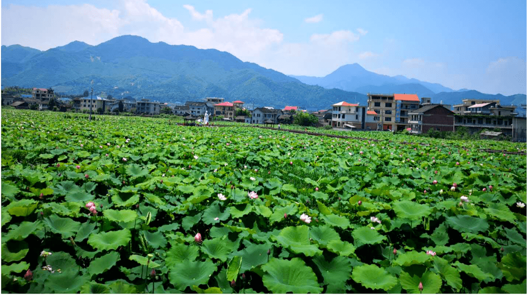 大力推进乡村旅游,杨家边村首届荷花艺术节开幕_新化县