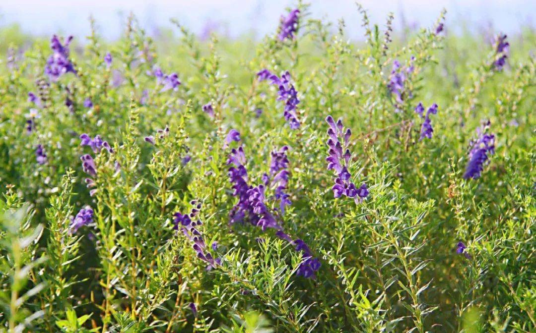紫色的黄芩花盛开 中药产业打通致富路