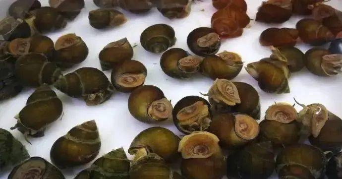 广西人还能撩螺,吃螺蛳粉吗?