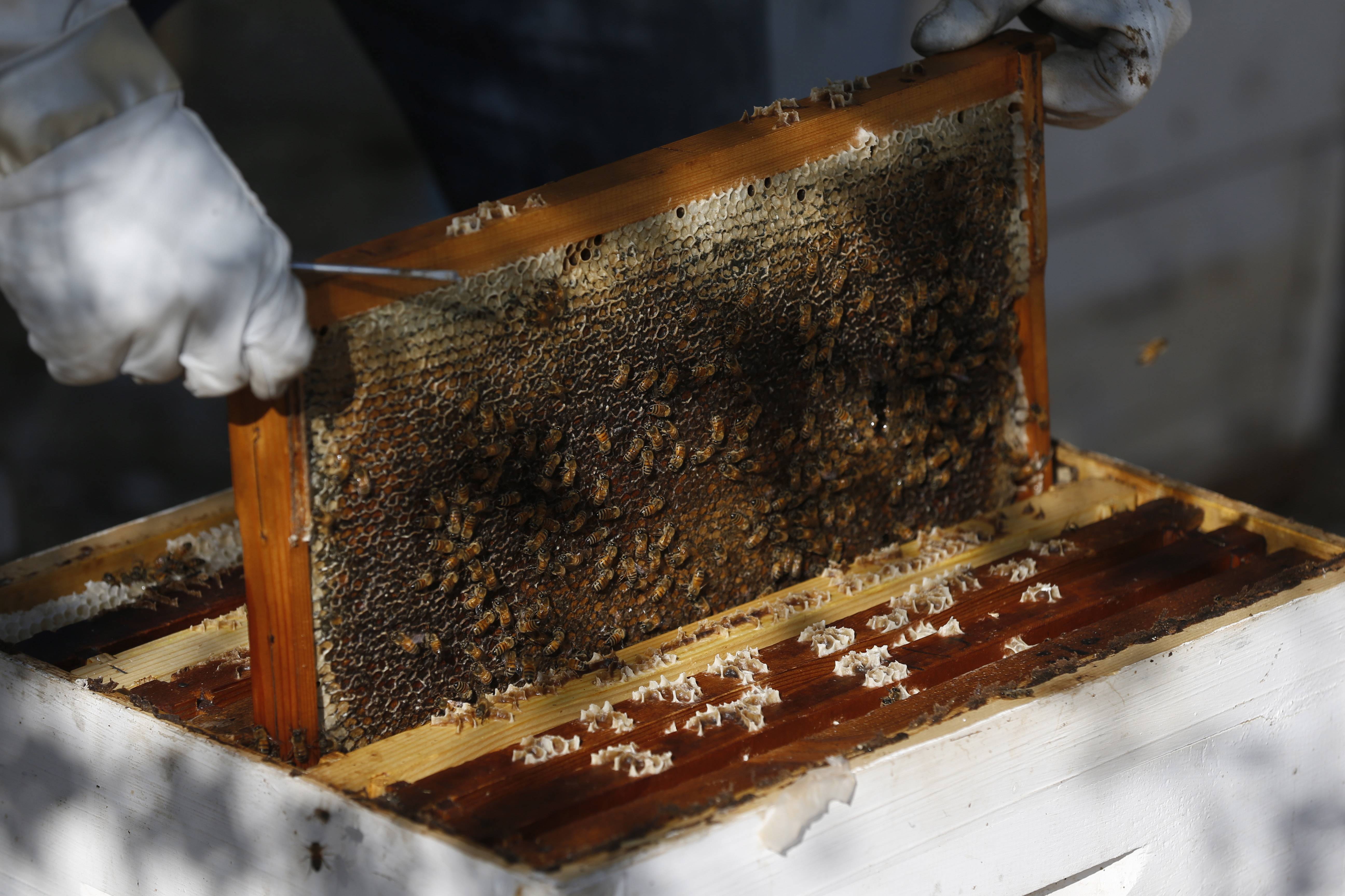 纳布卢斯的养蜂人