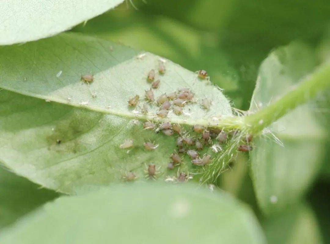 花生常见虫害高清图谱防治方法