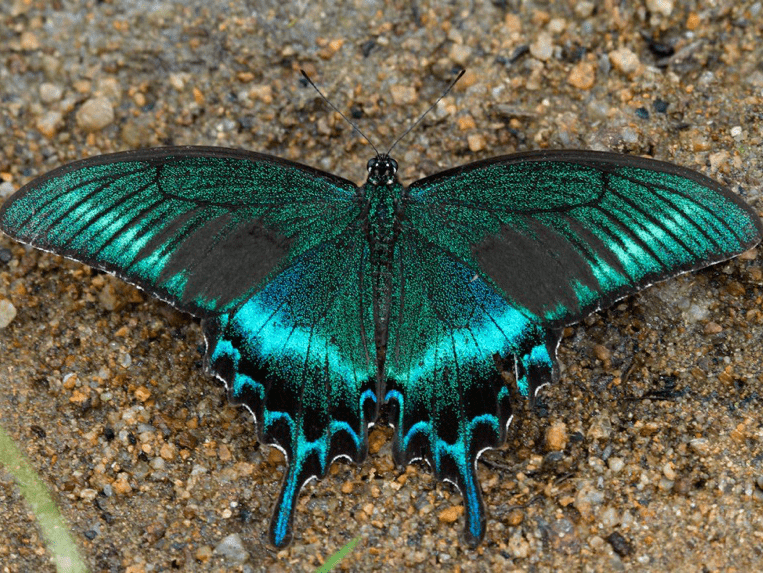 11:美凤蝶2:柑橘凤蝶4:红/白锯蛱蝶6:丝带凤蝶8:大帛斑蝶10:巴黎翠