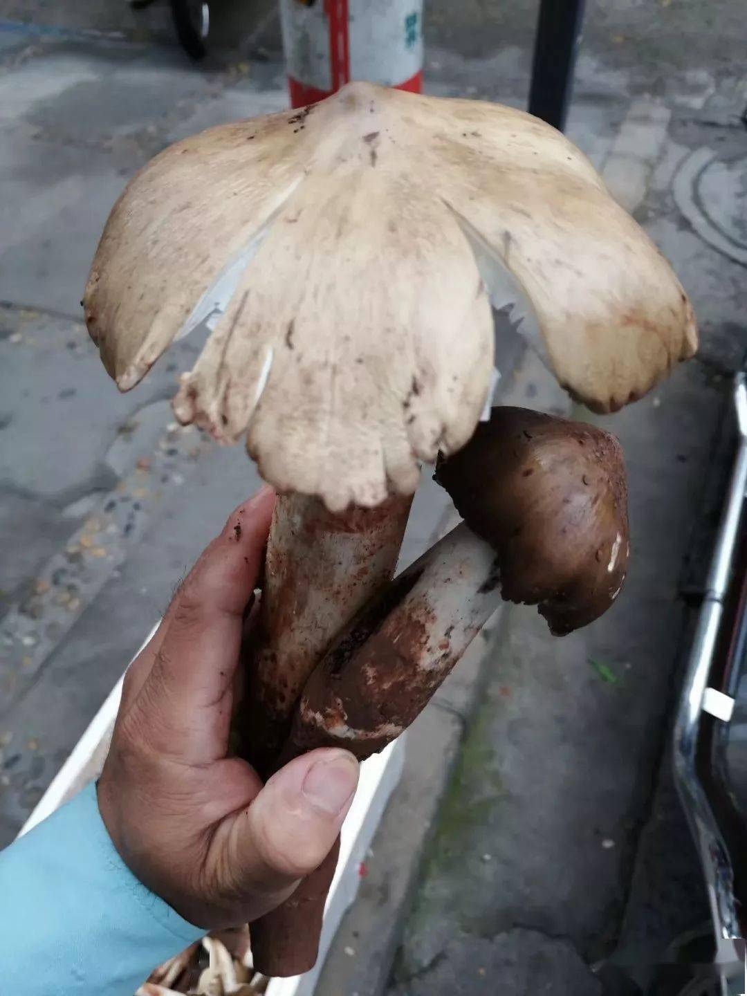 小知识:鸡枞又名鸡肉菌 早禾菌 夏至菌 扁担菌 大水菌 挑担菌 五月姑