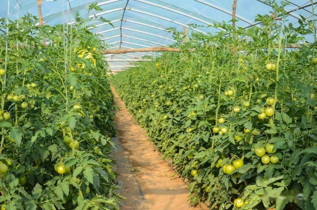 熟了!熟了!熟了!淳化铁王的西红柿熟了!_蔬菜