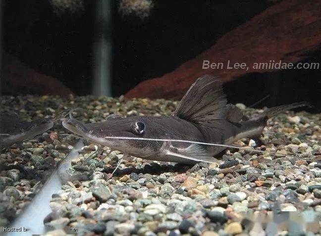 每天认识一种南美鱼59狐狸鸭嘴i型